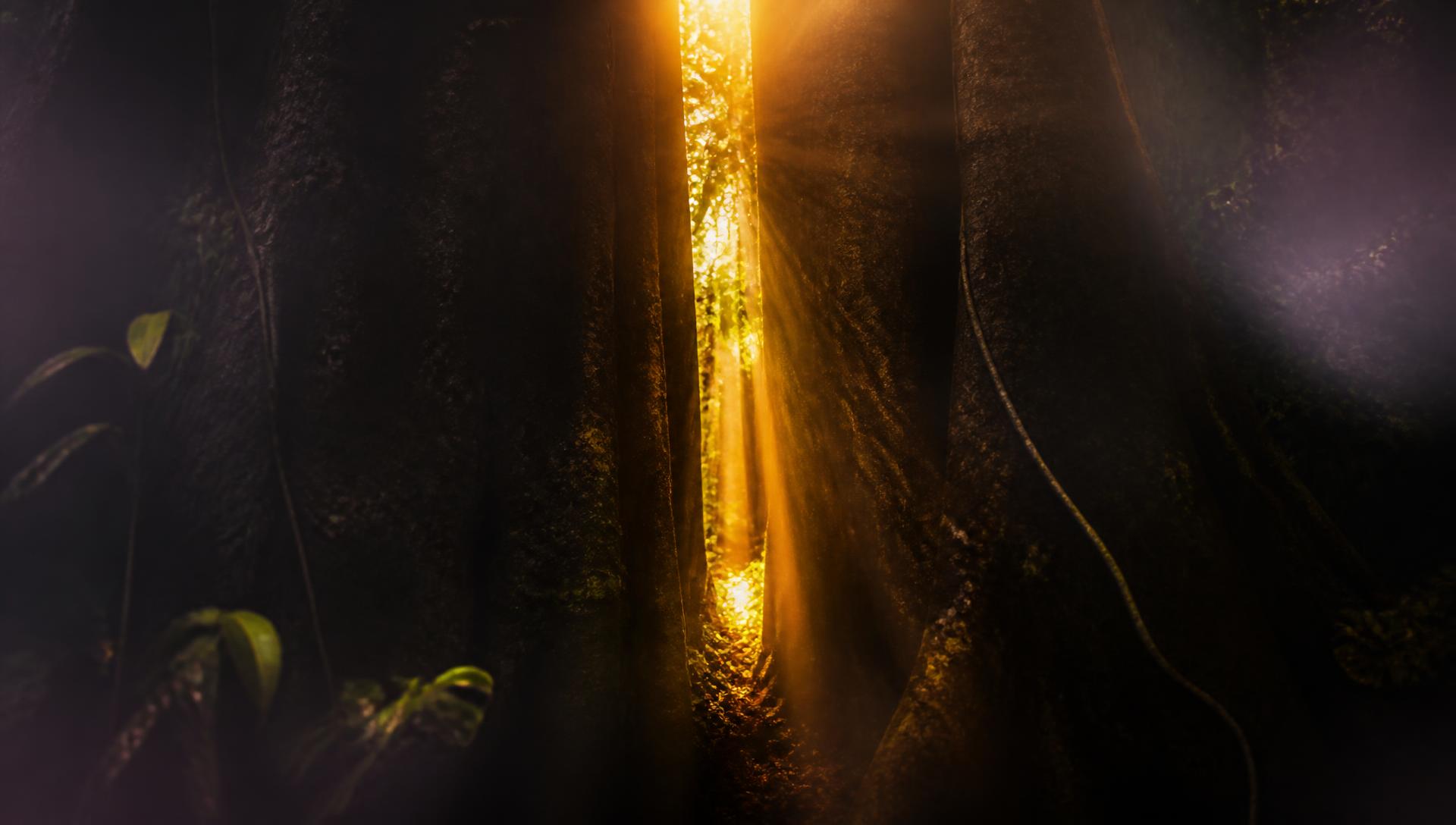 Rendija de luz dorada abriéndose entre la vegetación